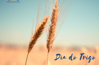 10 de novembro. dia do trigo