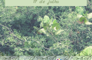 17 de julho. florestas