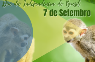 7 de setembro. 2
